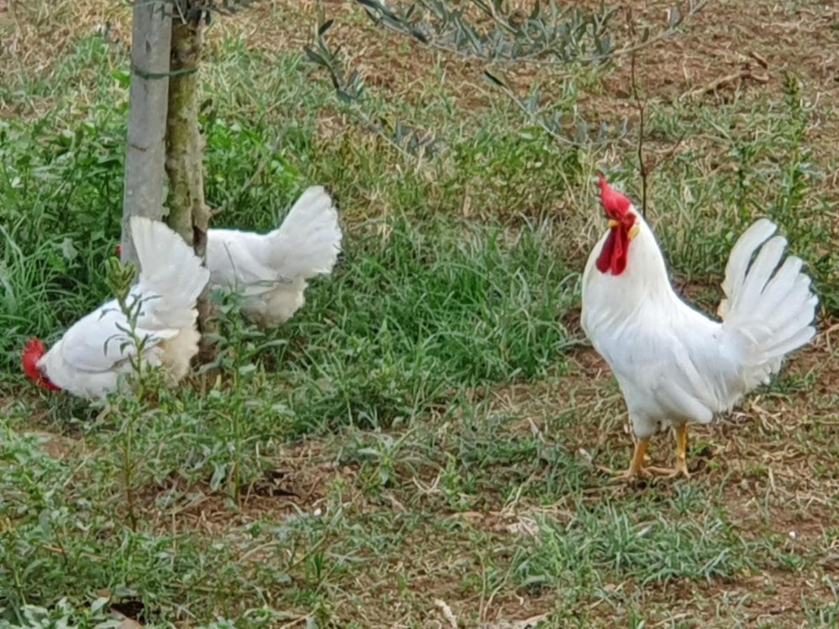 Azienda Agricola Sinisi Черветере Экстерьер фото