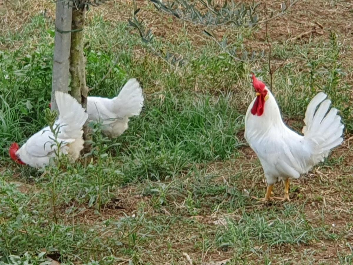 Вилла Azienda Agricola Sinisi Черветере Экстерьер фото