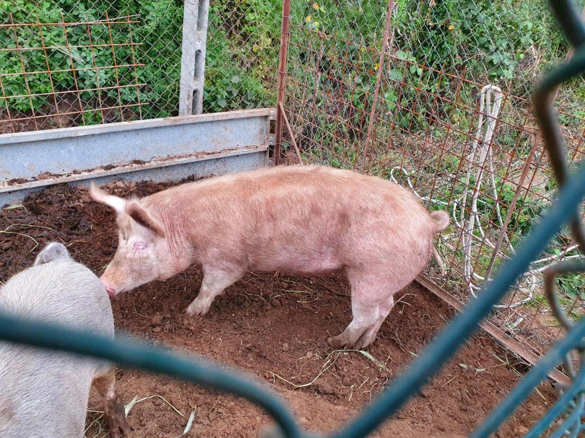 Azienda Agricola Sinisi Черветере Экстерьер фото
